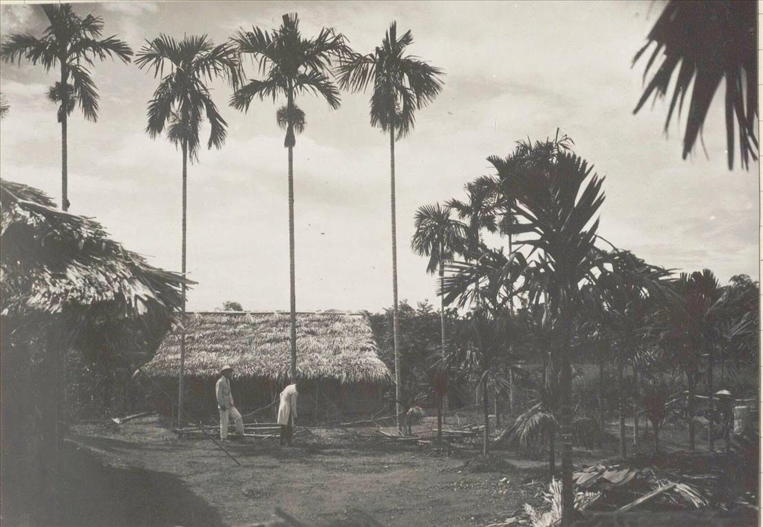 Ảnh 1 là trồng cau ở Hà Tĩnh khoảng năm 1930 (đâu đó Thạch Hà)..jpg